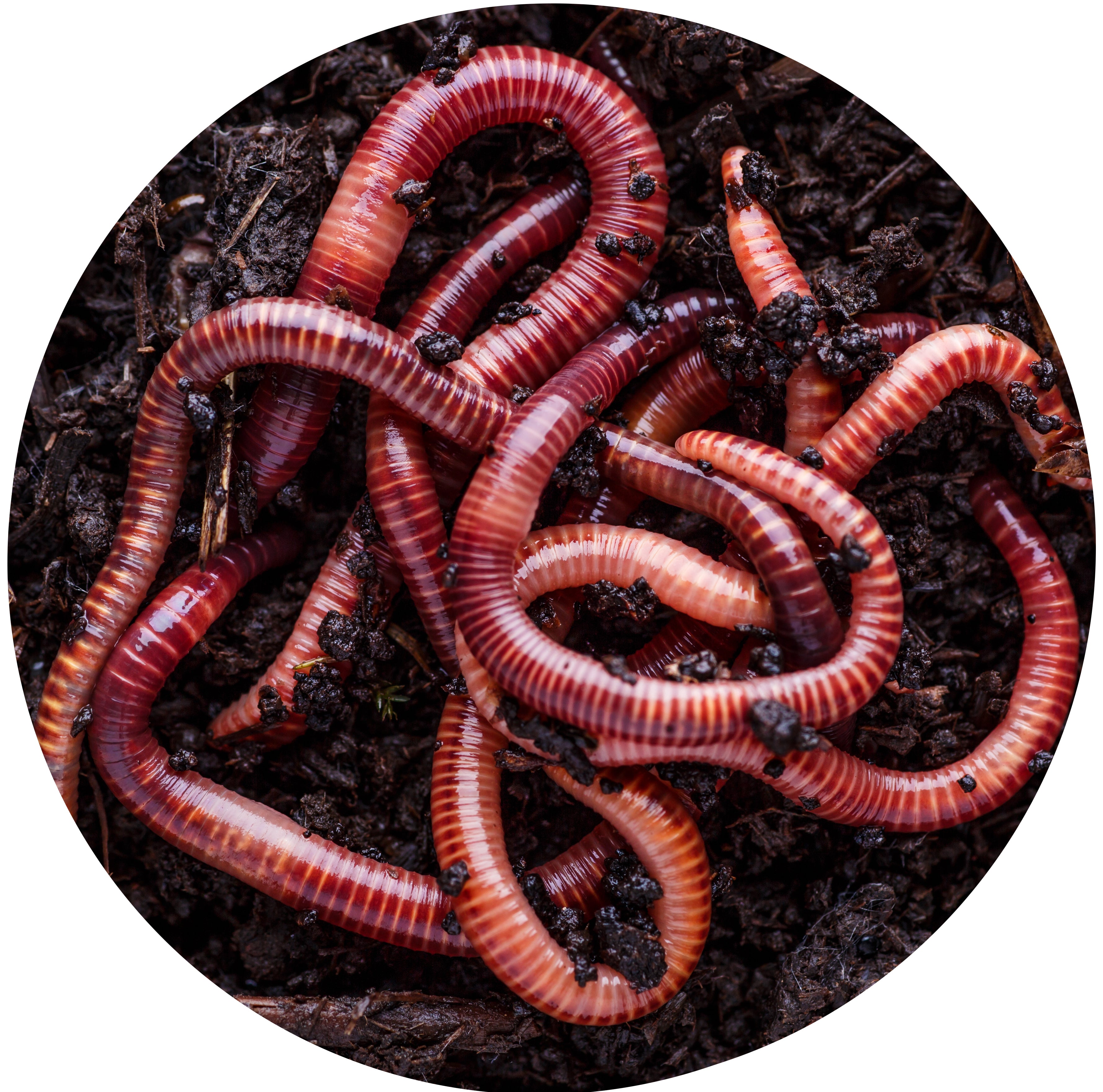 Live microworms best sale