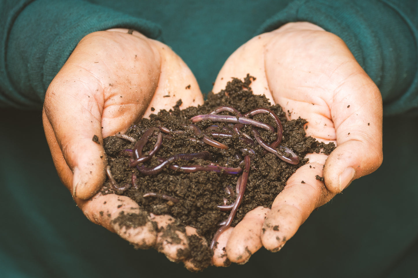 Live Worms